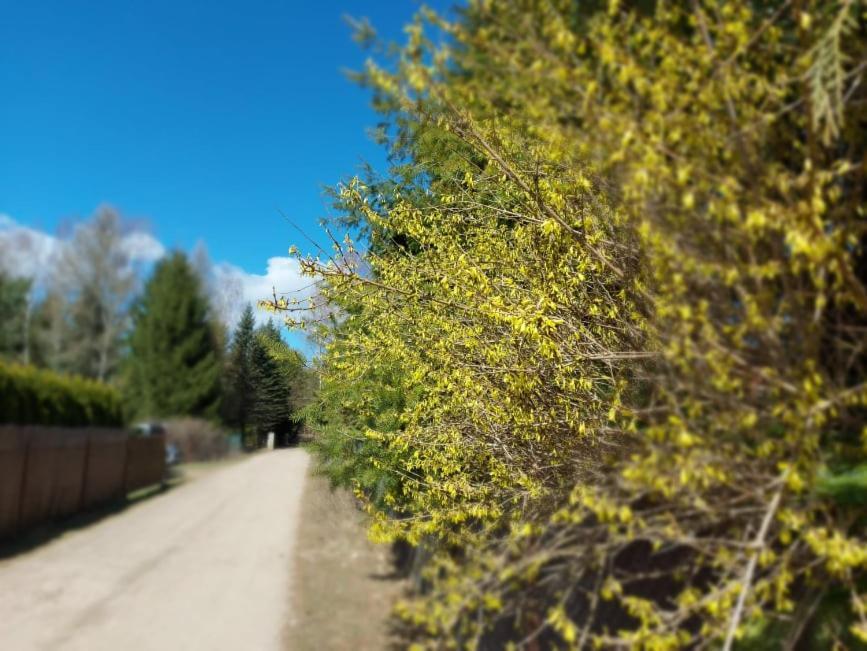 Apartamento Cztery Pory Warmii Pluski Pokoje Do Wynajecia Exterior foto